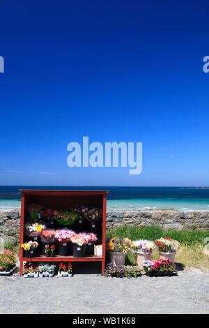 Vue panoramique de flower stand à Vazon Bay, Guernsey, Channel Islands, Royaume-Uni Banque D'Images