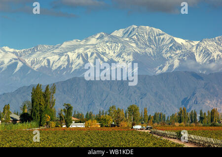 Vignobles et Cerro Tupungato, Bodega, Andes, Lujan de Cuyo, Mendoza, Argentine, Amérique du Sud, 30077985 Banque D'Images