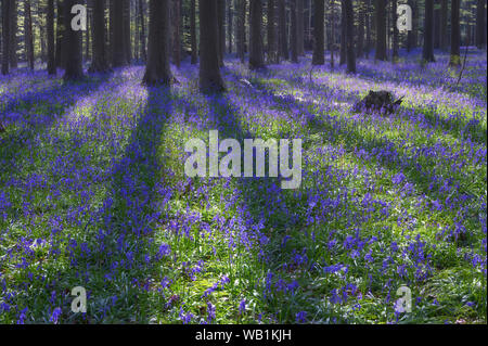 L'Europe, d'Europe, Belgique, Halle, Hallerbos forêt, prairie avec blue bells en forêt, 30078063 Banque D'Images
