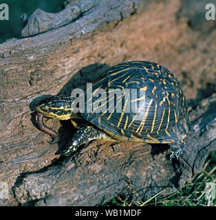 Tortue de Floride fort (Terrapene Carolina bauri). Manger un ver de terre. Banque D'Images