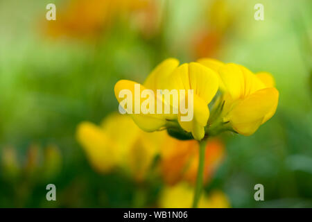 Le lotier (Lotus corniculatus) développe à fond de velours dans les collines de Mendip, Somerset, Angleterre. Banque D'Images