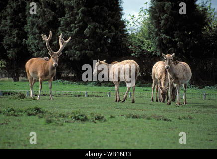 Pere David'​S (Elaphurus davidianus Deer). Éteint à l'état sauvage. Sauvé par l'élevage en captivité. Re-introduction à la Chine. Remarque enfoncés, ha-​Ha ​Fence boîtier caché, ligne. Le zoo de Chester. Le Royaume-Uni. Banque D'Images