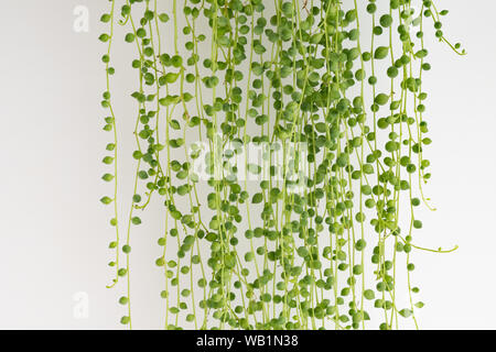 String of Pearls Senecio Rowleyanus plant - Banque D'Images