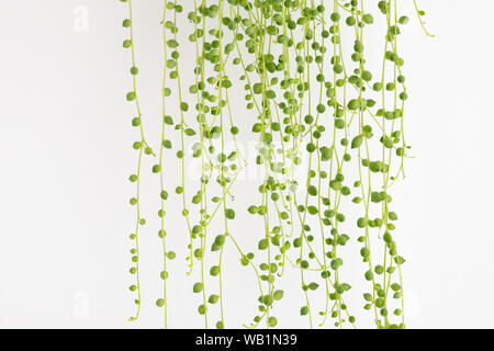 String of Pearls Senecio Rowleyanus plant - Banque D'Images