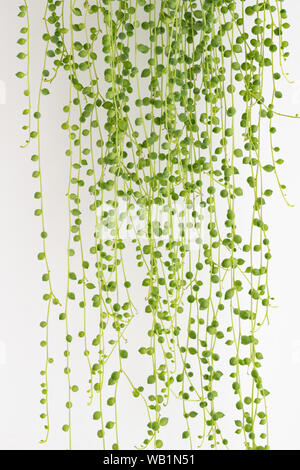 String of Pearls Senecio Rowleyanus plant - Banque D'Images