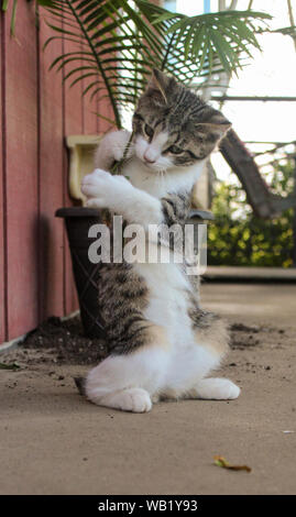 Chat à rayures avec une queue courte jouer dehors Banque D'Images