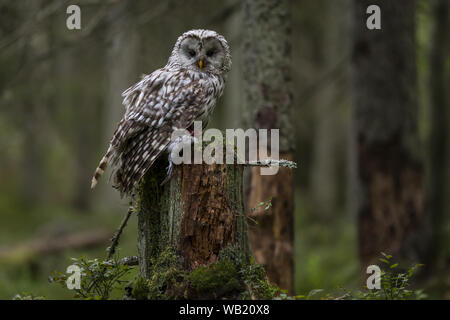 Chouette de l'Oural (Strix uralensis) Banque D'Images