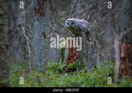 Chouette de l'Oural (Strix uralensis) Banque D'Images