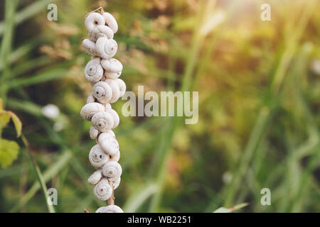 Groupe d'escargots dormir sur une branche dans la matinée. Coquilles d'escargots avec de belles couleurs. Banque D'Images