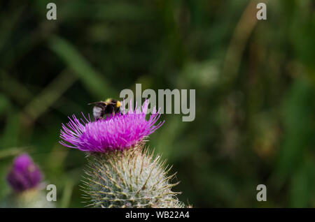 La collecte du pollen d'abeille dans le centre de Purple Thistle Flower Banque D'Images