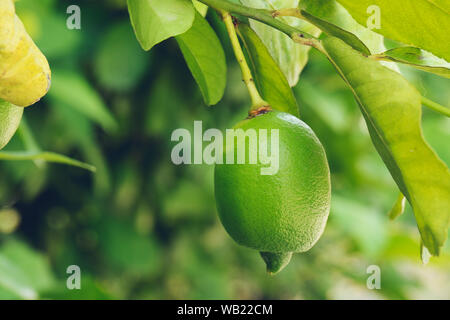 Citron vert paysage. Bande d'immature vert sur un limes lemon tree entouré de feuilles vert frais. La couleur verte prédomine. / Close-up of exotic fr Banque D'Images