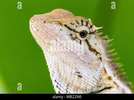 L'oriental garden lizard, eastern garden lizard ou modifiables (lézard Calotes versicolor) Banque D'Images