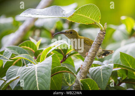 Peu spiderhunter (Arachnothera longirostra) Banque D'Images