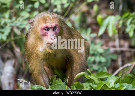 Macaque à queue Stump, (Macaca arctoides) Banque D'Images