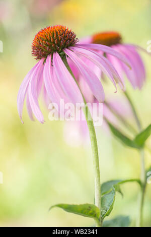 Magnifiques fleurs roses de la Plante Echinacea purpurea, également connu sous le nom de Coneflowers Banque D'Images