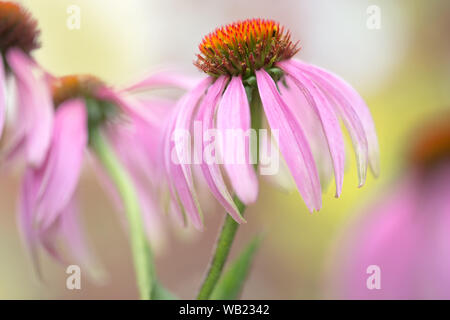 Magnifiques fleurs roses de la Plante Echinacea purpurea, également connu sous le nom de Coneflowers Banque D'Images