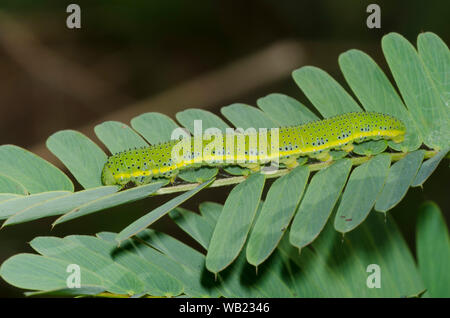 Phoebis sennae sans nuages, soufre, larve sur pois perdrix, Chamaecrista fasciculata Banque D'Images