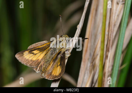 Byssus Skipper, Atrytone byssus, femelle Banque D'Images