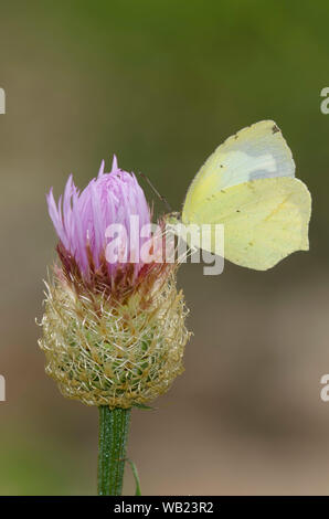 Jaune mexicain, Abaeis mexicana, nectaring sur le chardon étoilé américain, Plectocephalus americanus Banque D'Images