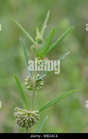 Comète verte, de l'ASCLÉPIADE (Asclepias viridiflora Banque D'Images