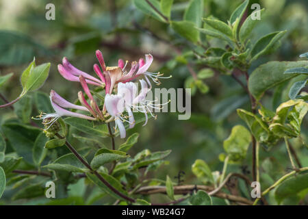 Gros plan de fleurs de chèvrefeuille sauvage / Lonicera periclymenum dans une haie. Plante médicinale utilisée en phytothérapie. Banque D'Images