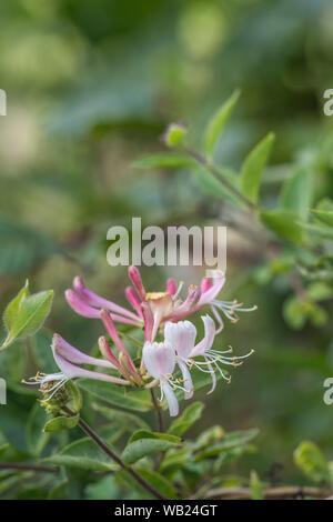 Gros plan de fleurs de chèvrefeuille sauvage / Lonicera periclymenum dans une haie. Plante médicinale utilisée en phytothérapie. Banque D'Images