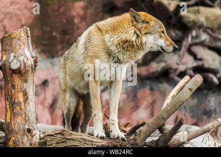 Le loup (Canis lupus) debout sur un tronc et regardant à droite Banque D'Images