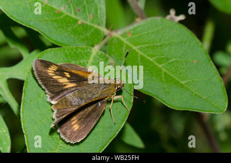 Byssus Skipper, Atrytone byssus, femelle Banque D'Images