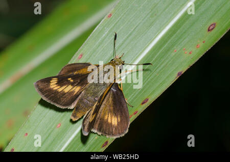 Byssus Skipper, Atrytone byssus, femelle Banque D'Images