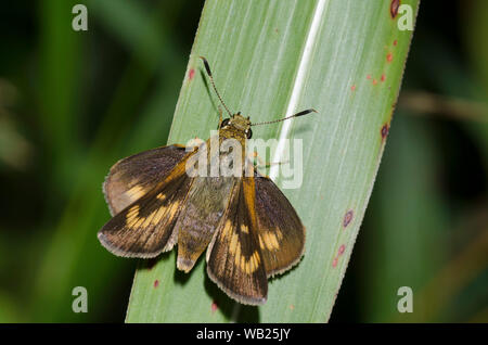 Byssus Skipper, Atrytone byssus, femelle Banque D'Images