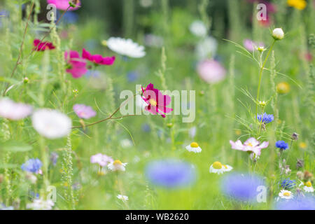 Cosmos bipinnatus fleur. Aster mexicain Banque D'Images