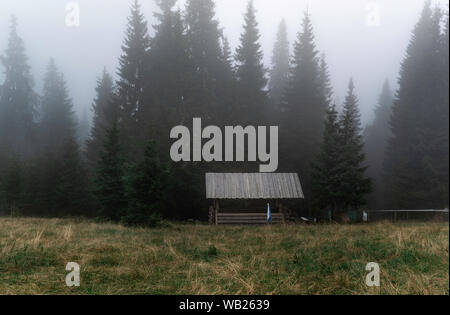 Matin brumeux forest en Ukraine. Petites karpates Banque D'Images