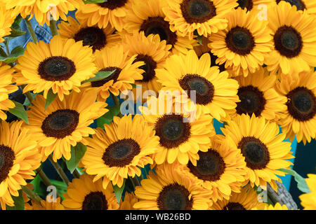 Helianthus annuus 'Sunrich provence'. Tournesols dans un affichage à un flower show Banque D'Images