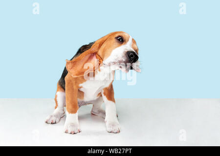 Beagle chiot tricolore pose. Cute white-braun-black en levrette ou pet est assis sur fond bleu. L'air assisté et triste. Sem - allemand Studio. Concept de la motion, le mouvement, l'action. L'espace négatif. Banque D'Images