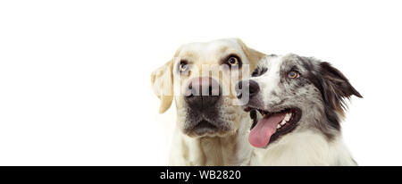 Deux bannières de chiens labrador retriever et un border collie bleu merle heureux jusqu'à la recherche. Isolé sur fond blanc. Banque D'Images