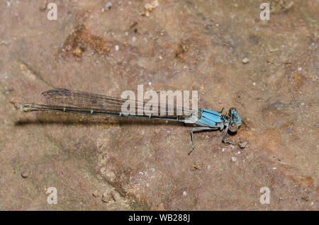 Danseuse à la façade bleue, Argia apicalis, femme Banque D'Images