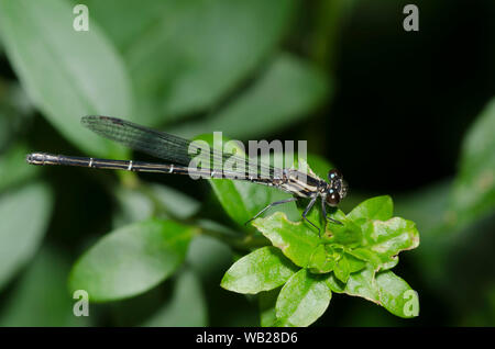 Dusky Dancer, Argia translata, femme Banque D'Images