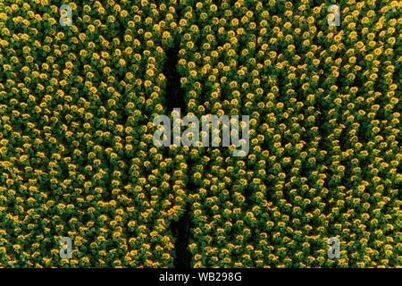 Champ avec des tournesols en fleurs vue aérienne, agraires dans les zones rurales. Banque D'Images