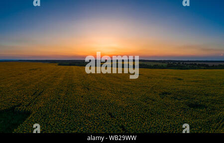 Champ de tournesol sur le coucher du soleil, belle nature paysage panorama. Banque D'Images