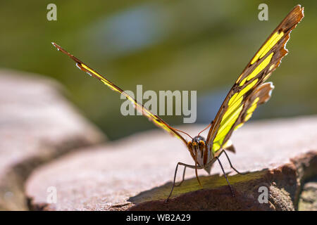 Une macro-vision de la face de l'Anise swallowtail. Banque D'Images