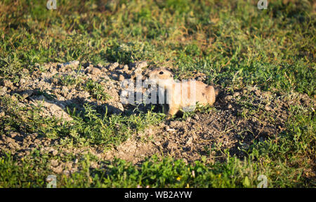 Prairie Dog Badlands Dakota du Sud États-Unis Banque D'Images