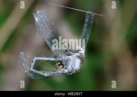 Orb Spider Tissage, Araneidae, avec une danseuse en poudre, Argia moesta, homme Banque D'Images