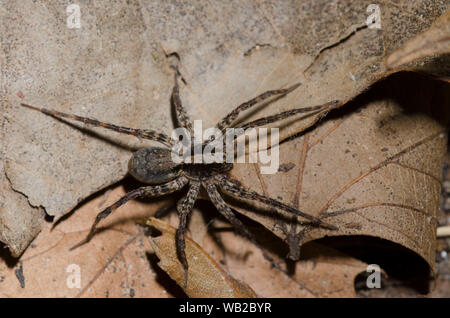 Wolf Spider, Schizocosa sp., dans la litière sur le sol forestier Banque D'Images