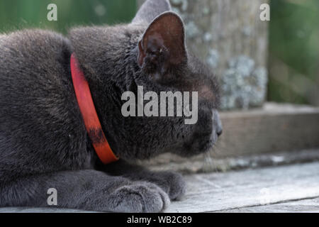 Beau chat noir Banque D'Images