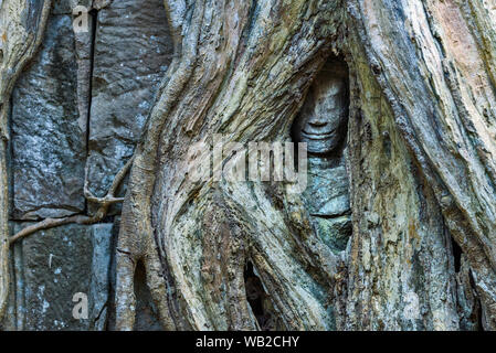 Statue d'un caché devata dans les racines d'un arbre géant. les divinités féminines sont Devata avec un sourire énigmatique dans Ta Prohm temple à Siem Reap Banque D'Images