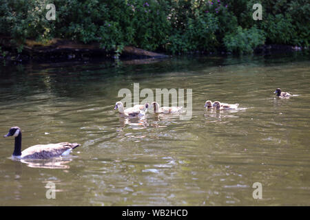 Londres, Royaume-Uni. Août 22, 2019. Un canard et canetons vu à l'Hyde Park sur une journée chaude et ensoleillée à Londres.Met Office prévoit que les températures vont augmenter autour de 33 Celsius au cours du week-end, ce qui pourrait briser le record pour les plus chauds jamais août vacances de banque. La température la plus élevée jamais enregistrée pour août Bank Holiday Monday est 28.2C à Holbeach, Lincolnshire, en 2017. Credit : Dinendra Haria SOPA/Images/ZUMA/Alamy Fil Live News Banque D'Images