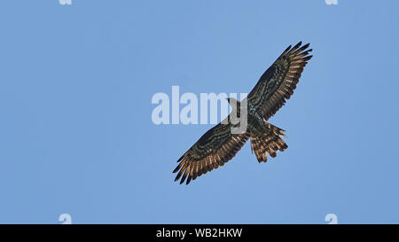 Miel buzzard Pernis européenne-apivorus O Seixo Mugardos Galice Espagne Banque D'Images