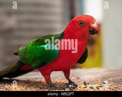 Oiseaux indigènes australiens, rouge et vert king parrot Banque D'Images