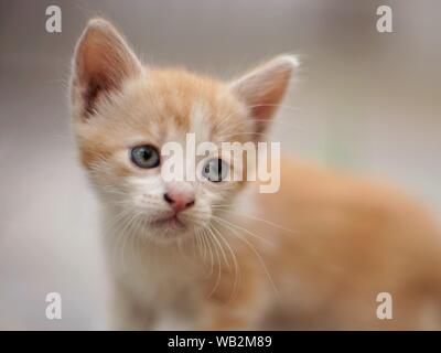 Le gingembre jeune chaton blanc portrait Banque D'Images