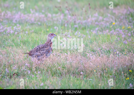 Le faisan commun (Phasianus colchicus) poule sur un pré de Juist, îles de la Frise orientale, en Allemagne. Banque D'Images